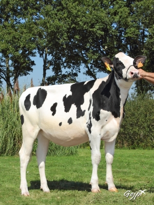 DOSE TAUREAU LIFETIME - NFR5373868684 - 6690095