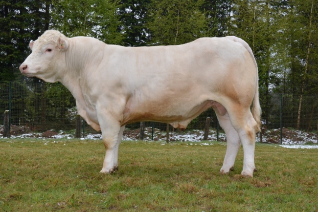 DOSE TAUREAU LEMON P - NFR5379327257 - 3890873