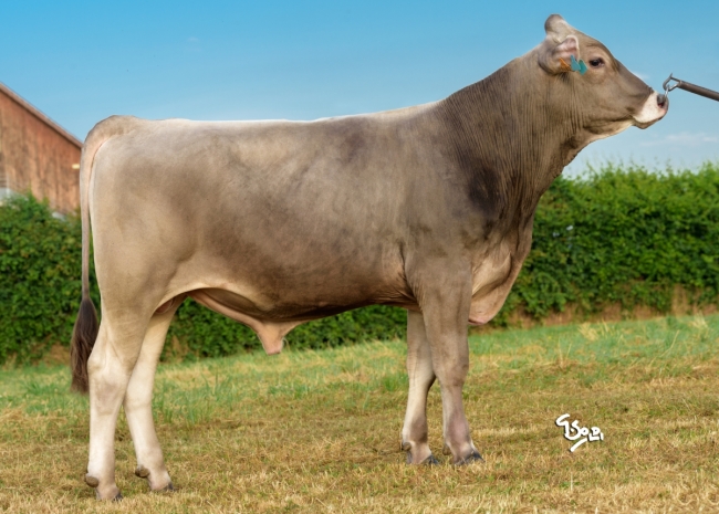 DOSE TAUREAU TRIPOLI - NFR5455698482 - 21A1658