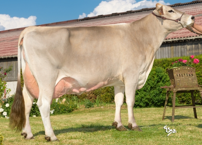 DOSE TAUREAU TRIPOLI - NFR5455698482 - 21A1658