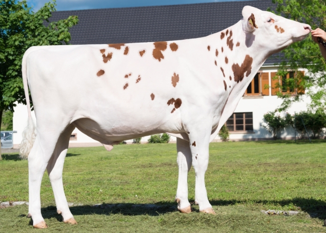 DOSE TAUREAU NEWBOY - NFR5502492189 - 1992843