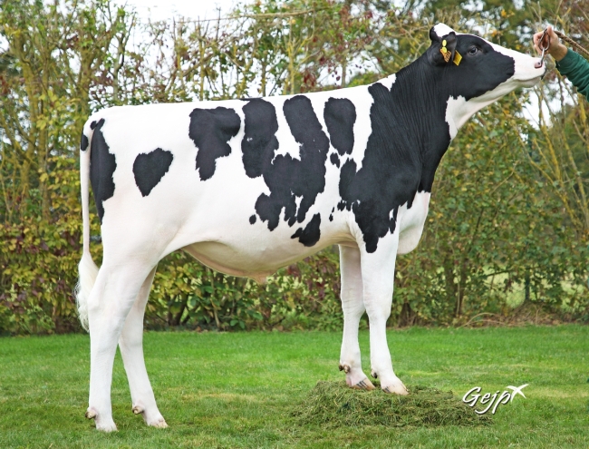 DOSE TAUREAU PRODIGY - NFR5615892929 - 6695957
