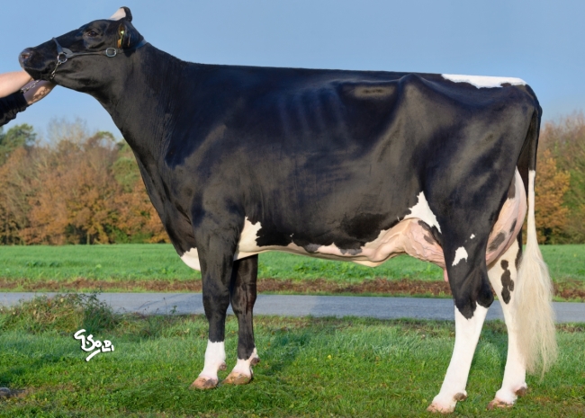 DOSE TAUREAU PRODIGY - NFR5615892929 - 6695957