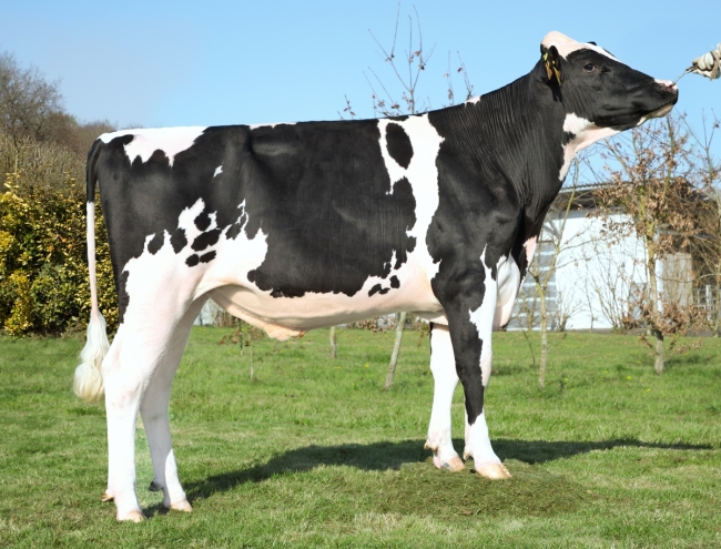 DOSE TAUREAU PELFORTH - NFR5625554220 - 6696169