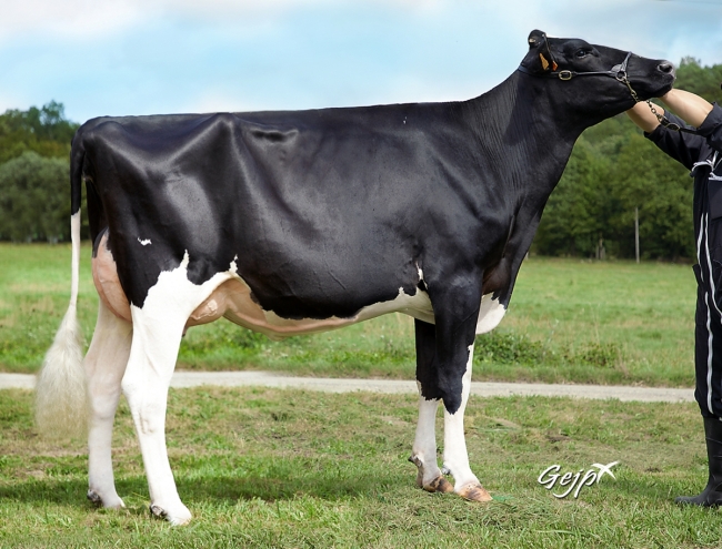 DOSE TAUREAU SPIELBERG - NFR5625947814 - 6698804