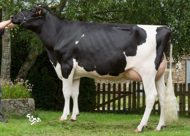 DOSE TAUREAU LANDVIEW - NFR5631923100 - 6688888