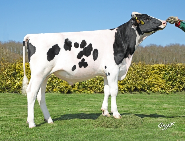 DOSE TAUREAU RIJKAARD - NFR5631923485 - 6696284