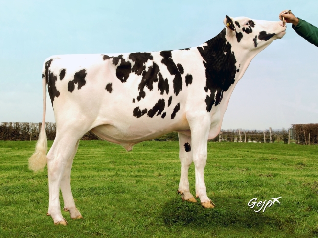 DOSE TAUREAU LIFESTYLE - NFR5634370201 - 6688900