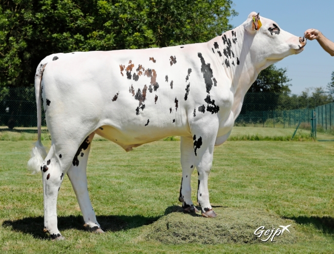 DOSE TAUREAU PLOUHINEC - NFR5636103903 - 5695426