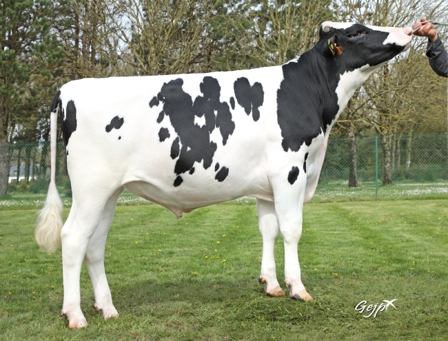 DOSE TAUREAU TUKERHEU P - NFR5638038019 - 66A1738