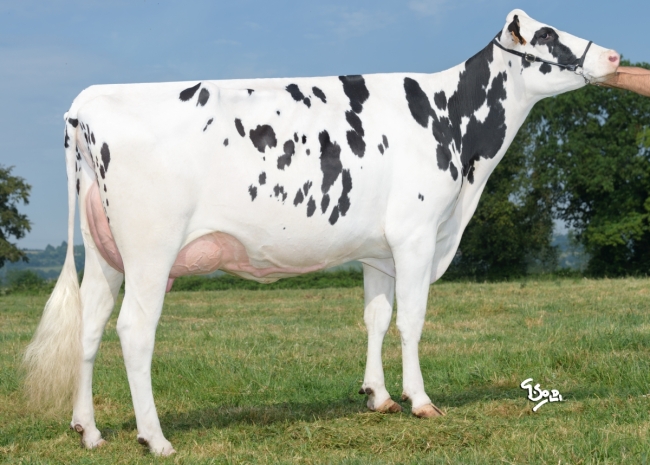 DOSE TAUREAU TUKERHEU P - NFR5638038019 - 66A1738