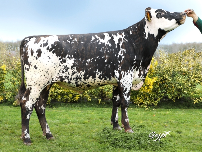 DOSE TAUREAU NEOPPS - NFR5638776093 - 5692978