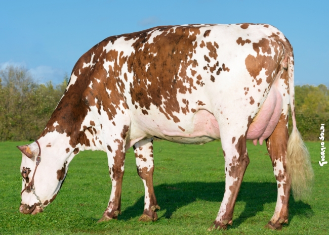 DOSE TAUREAU NEOPPS - NFR5638776093 - 5692978