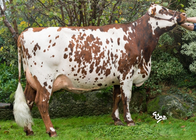 DOSE TAUREAU NEOPPS - NFR5638776093 - 5692978