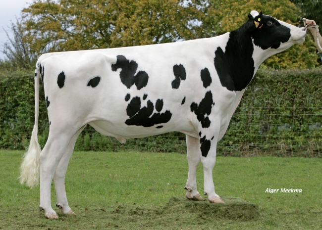 DOSE TAUREAU ELVYS ISY - NFR5640184055 - 6678925