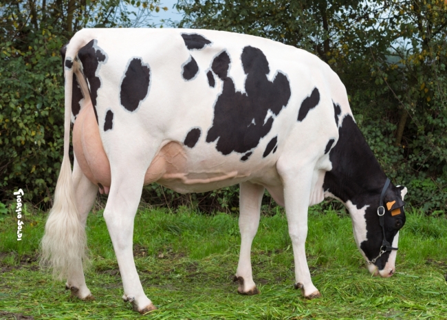 DOSE TAUREAU ELVYS ISY - NFR5640184055 - 6678925