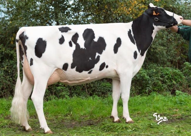 DOSE TAUREAU ELVYS ISY - NFR5640184055 - 6678925
