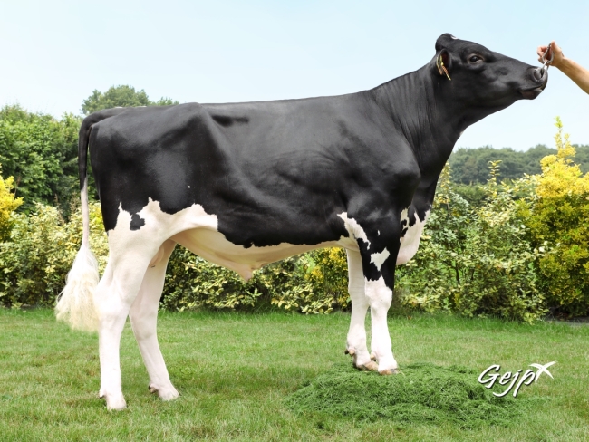 DOSE TAUREAU NARISTO - NFR5642791769 - 6691927
