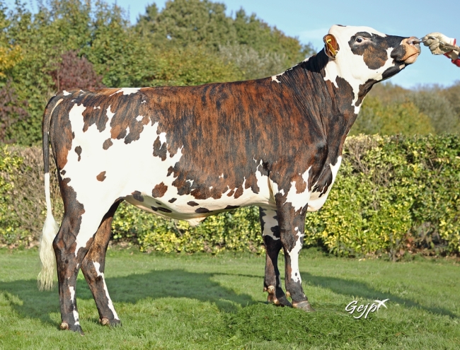 DOSE SEXEE FEM 95 2M TRYO P - MFR5643261992 - 56A1357