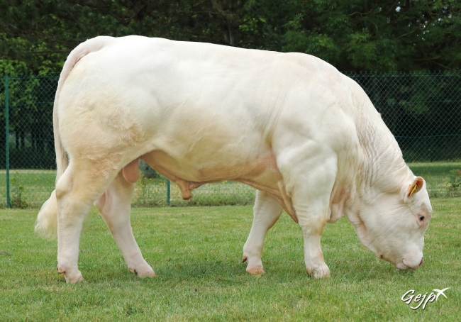DOSE TAUREAU OFCROSS PP - NFR5705402376 - 3895659