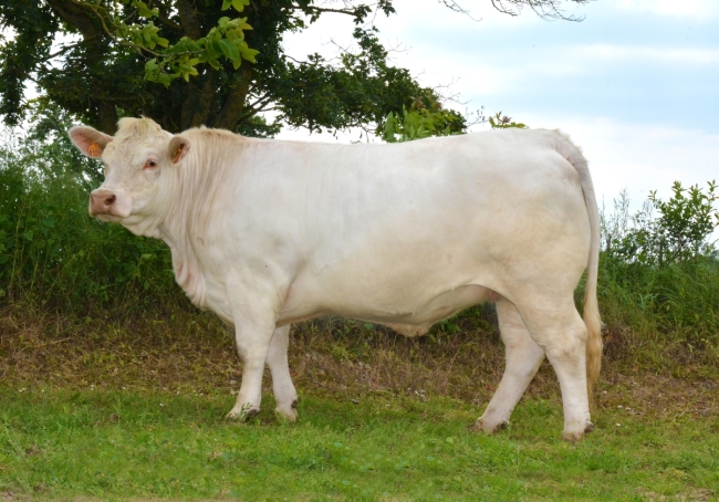 DOSE TAUREAU JALABERT - NFR5706117051 - 3889084