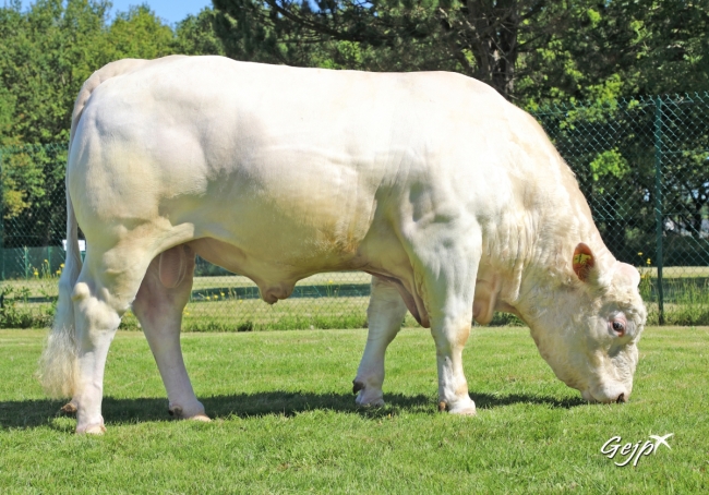 DOSE TAUREAU ODRISCOL P - NFR5706310971 - 3895922