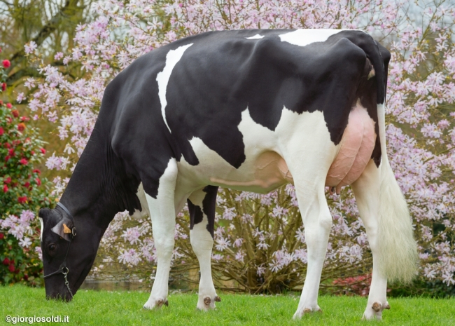 DOSE TAUREAU PASSION P - NFR5706331861 - 6695827