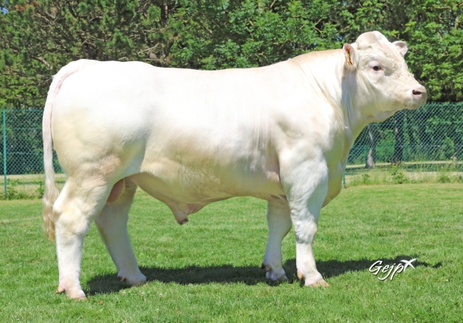 DOSE TAUREAU PICAMOLES - NFR5706362416 - 3897315
