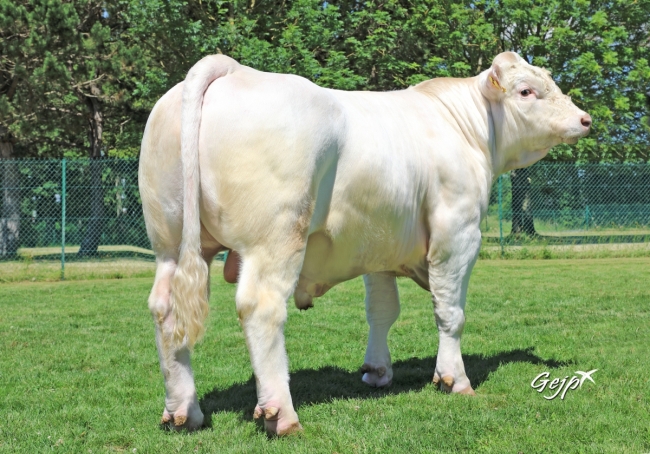 DOSE TAUREAU PICAMOLES - NFR5706362416 - 3897315