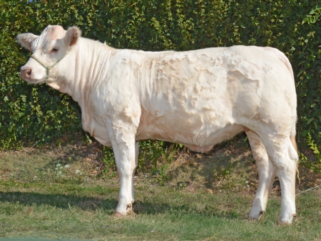 DOSE TAUREAU LASVEGAS - NFR5815116418 - 3890880