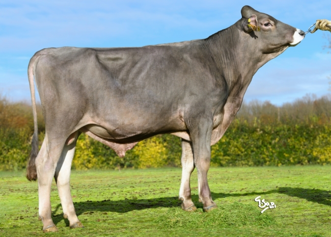 DOSE TAUREAU UZEL - NFR6126271026 - 21A3298