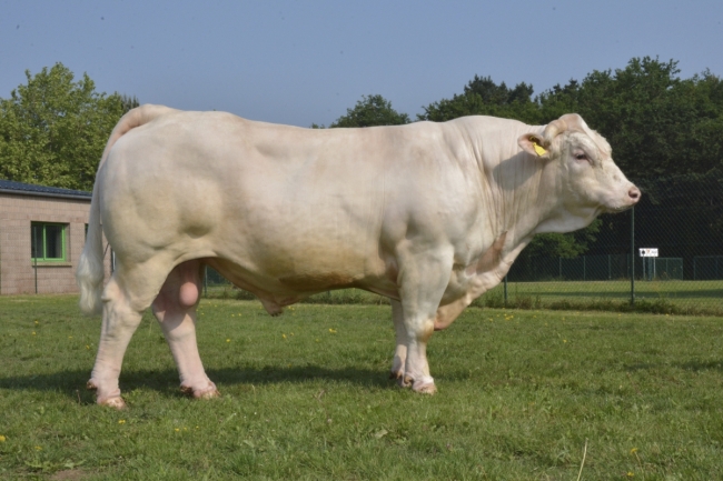 DOSE TAUREAU JARRET - NFR6413412369 - 3889087