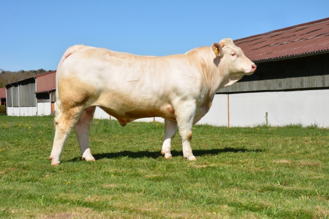 DOSE TAUREAU JARRET - NFR6413412369 - 3889087