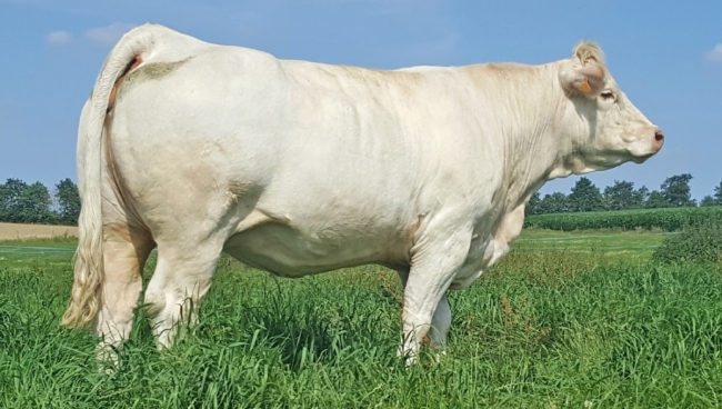 DOSE TAUREAU JARRET - NFR6413412369 - 3889087