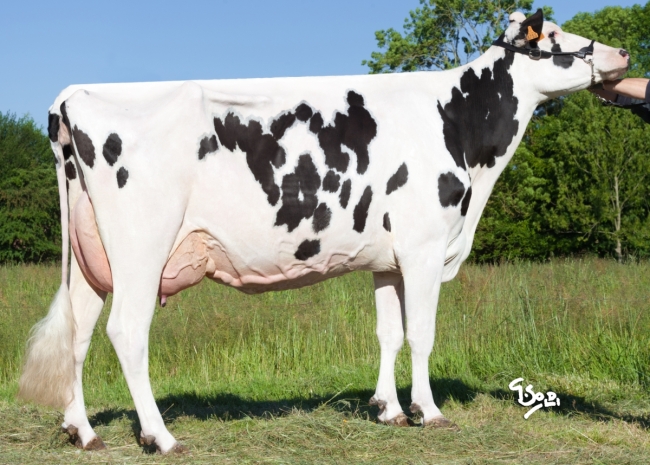 DOSE TAUREAU HIGHBORN - NFR6413432290 - 6684537