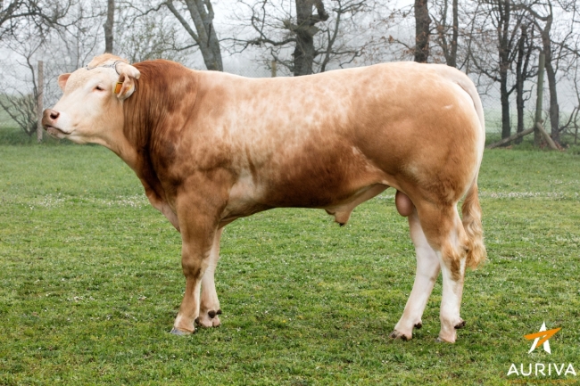 DOSE TAUREAU LARRONDO - NFR6414274143 - 7989887