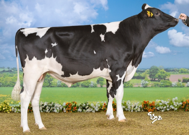 DOSE TAUREAU MAZEROLLES - NFR6414526850 - 6691394