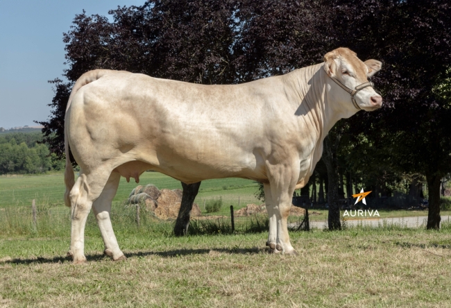 DOSE TAUREAU PALLAS - NFR6414648189 - 7996260
