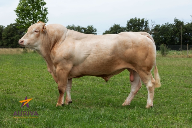 DOSE TAUREAU NARKO - NFR6414756075 - 7994279