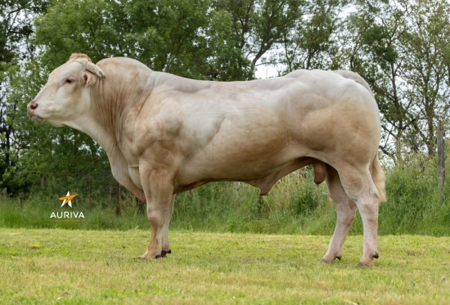 DOSE TAUREAU PANTZO - NFR6414789608 - 7997438