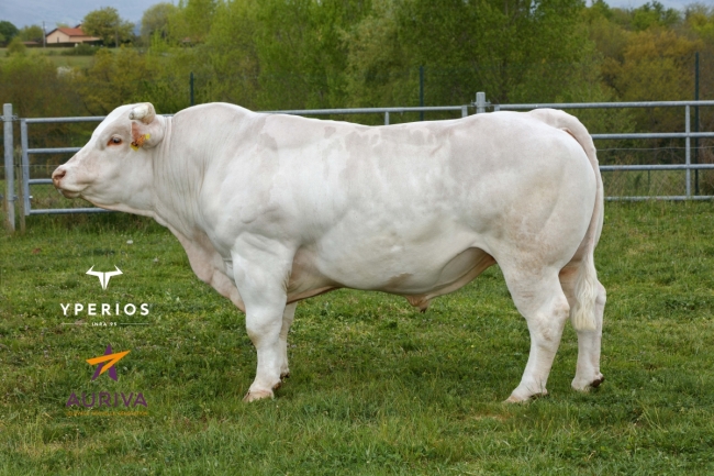 DOSE TAUREAU OREX - NFR6414858229 - 9595339
