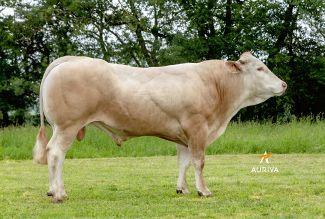 DOSE TAUREAU TARANIS - NFR6415121344 - 79A2464