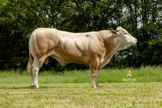 DOSE TAUREAU TARANIS - NFR6415121344 - 79A2464