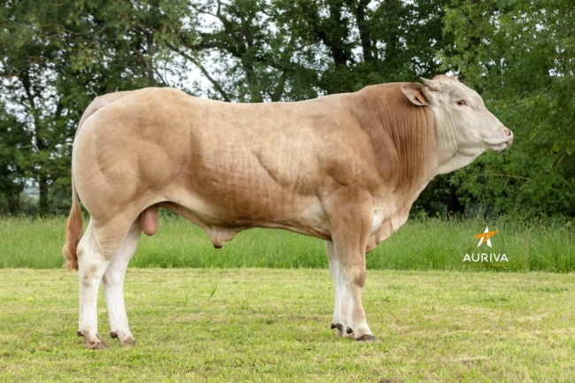 DOSE TAUREAU TREK - NFR6415182460 - 79A2465