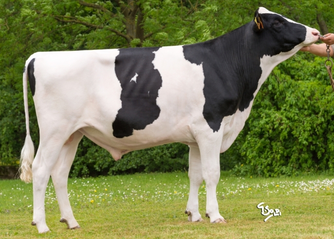 DOSE TAUREAU MASSERAN - NFR6771251971 - 6691437