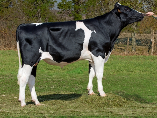 DOSE TAUREAU LORD - NFR6950835875 - 6688689