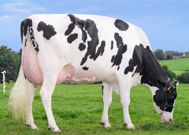 DOSE TAUREAU MY WAY - NFR6950902082 - 6691395