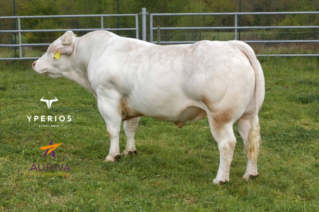 DOSE TAUREAU POGBA EXC - NFR6951077547 - 3897418