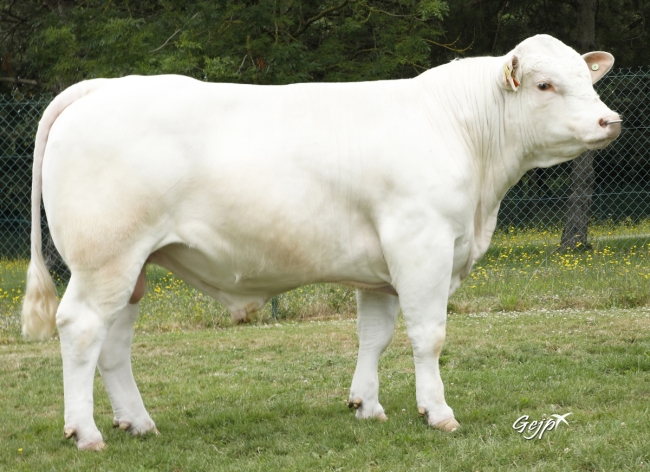 DOSE SEXEE FEM 90 TAUREAU RIO P - XFR7020257948 - 38A0051