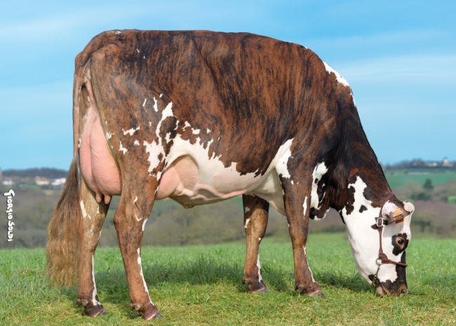 DOSE TAUREAU NAVIDAD - NFR7252131133 - 5692981